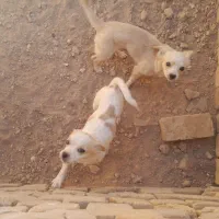 سگ خونگی تربیت شده|سگ|اسفرورین, |دیوار