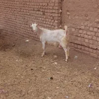 بزسانن
