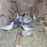 هفرنگ هوایی جوجه گیری