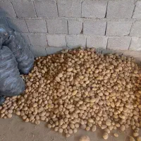 سیب زمینی اگریا بذری