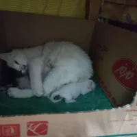 گربه