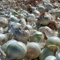 پیاز دامی مصرف گوسفندی