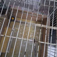 یک جفت عروس هلندی|پرنده|صباشهر, |دیوار