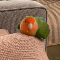 طوطی گم شده لطفا پیدا کنید|حیوانات|کلاله, |دیوار