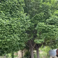 نارون|گل و گیاه طبیعی|مشهد, مشهدقلی|دیوار