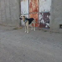 سک ماده