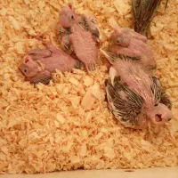 جوجه عروس هلندی