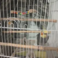 عروس هلندی مرغ عشق|پرنده|سیاهکل, |دیوار