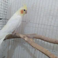 عروس هلندی|پرنده|ایذه, |دیوار