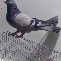 پرنده کفتر کله ای زاغ