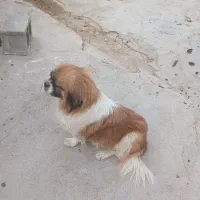 سگ خانگی|سگ|رامهرمز, |دیوار