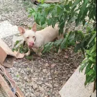 سگ پاکوتاه فروشی|سگ|فاضل آباد, |دیوار