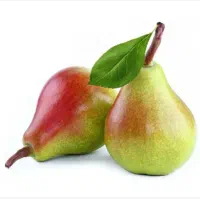 درخت ، نهال گلابی صادراتی پر ثمر ، گلخانه