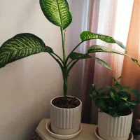 2عدد گل با گلدون سفالی فوری