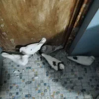 پنج عدد کفتر گرفتنی|پرنده|خمینی‌شهر, |دیوار