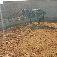 اسب مادیون|اسب و تجهیزات اسب‌سواری|شیروان (خراسان), |دیوار