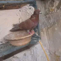 کبوتر پرشی|پرنده|قم, دروازه ری|دیوار