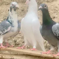 سفید چشم سفید