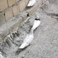 کفتر طوقی ابی