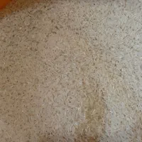 برنج فجر سوزنی در جه یک|عمده‌فروشی|کردکوی, |دیوار