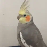 عروس هلندی نر وماده