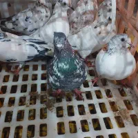 کبوتر برای فروش|پرنده|لشت نشا, |دیوار