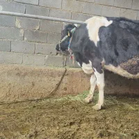 گاو ابستن|حیوانات مزرعه|مسجد سلیمان, |دیوار