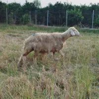 گوسفند آبستن افشاری|حیوانات مزرعه|طبقده, |دیوار