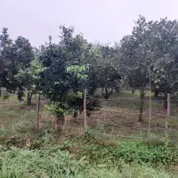 زمین1800متری-نیاسته