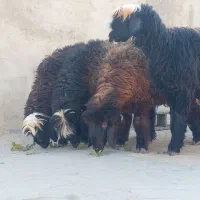 فروش ۴ راس شیشک میش داشتی و ۱ بره قوچ|حیوانات مزرعه|فیروزآباد (فارس), |دیوار