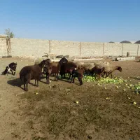 میش و بره|حیوانات مزرعه|محمدشهر, ولدآباد|دیوار
