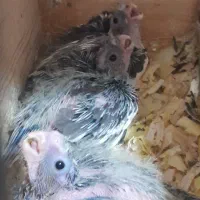 جوجه سرلاکی عروس هلندی|پرنده|لاهیجان, طالقانی|دیوار