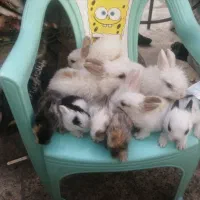 مینی وکوچولو|موش و خرگوش|مشهد, طبرسی شمالی|دیوار