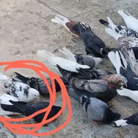 کبوتر نر هما