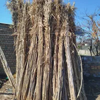 گوسفندقوچی