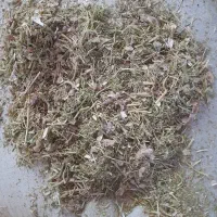 کاه لوبیا