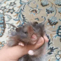 همستر