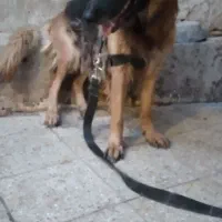 سگ ژرمن مو کلاسیک ماده.