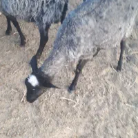 بره رومانف لنگه چند قلو نر و ماده|حیوانات مزرعه|جلگه ماژان, |دیوار