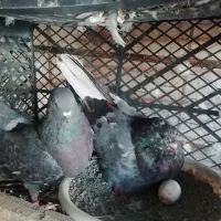 کفتری خوب|پرنده|اندیشه, اندیشه فاز ۴|دیوار