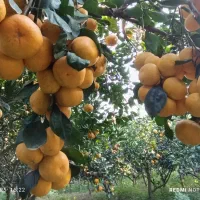 نهال مرکبات نارنگی، نارنگی ژاپنی،تامسون، خونی و.|خدمات باغبانی و درختکاری|ساری, |دیوار