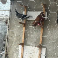 دو عدد کبوتر