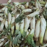 فروش بیلهر تازه