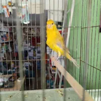 قناری زیتونی رنگ روشن آماده آماده پسه کوزه ای