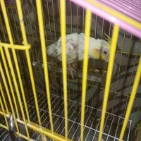 عروس هلندی لوتینو|پرنده|زابل, |دیوار