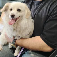 واگزاری پت،سگ