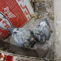 جوجه کبوتر آلمانی