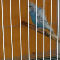 مرغ عشق پروانه ای