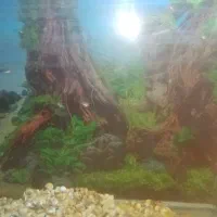 ماهی گوپی و کوی