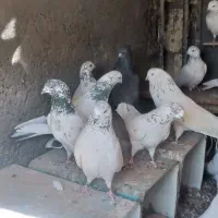 کبوتر|پرنده|لنجان, |دیوار